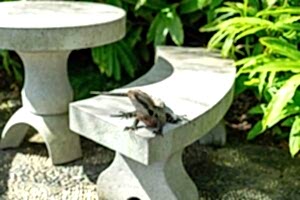 Creating Wildlife-Friendly Outdoor Spaces That Still Look Luxurious